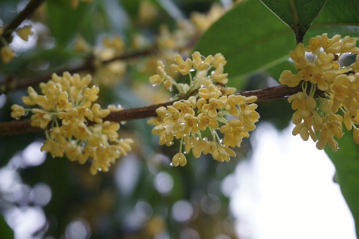 花の香りで表現されるワイン キンモクセイとヴィオニエ Vegeage